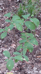Leucanthiza dircella