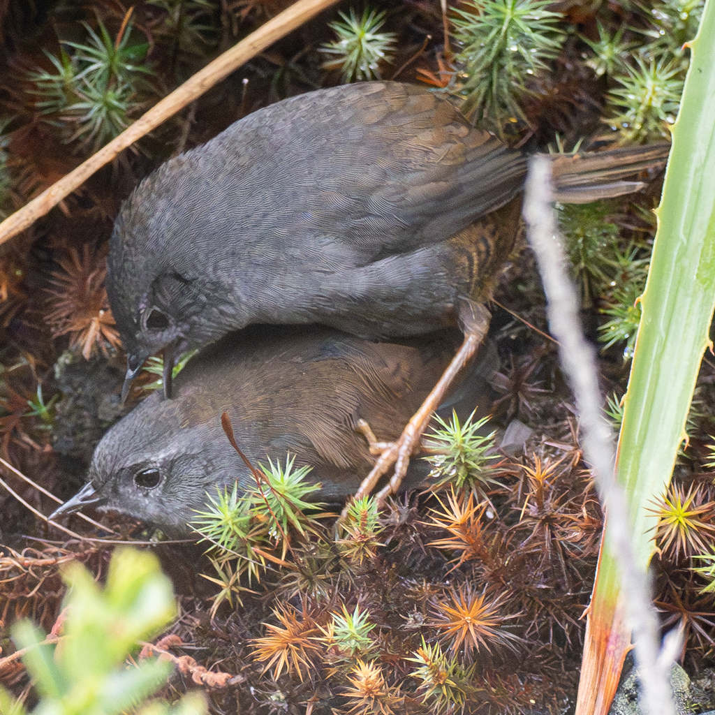 Puna Tapaculo photo