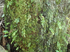 Tmesipteris lanceolata