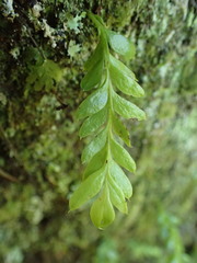 Tmesipteris lanceolata