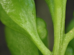 Tmesipteris lanceolata