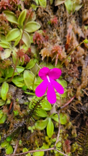 Pinguicula mesophytica