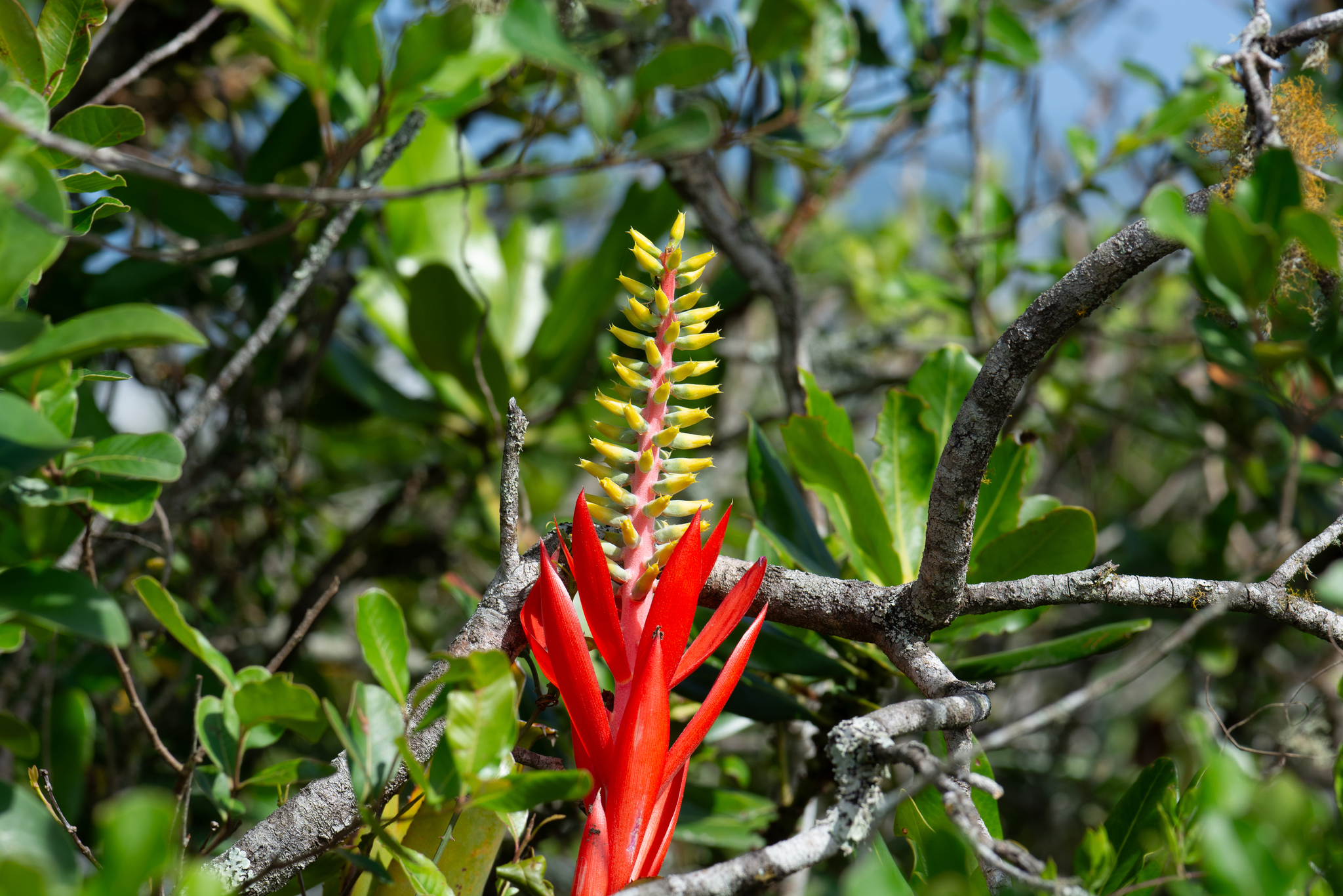 Aechmea nudicaulis