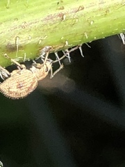 Calomycterus setarius