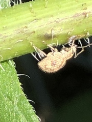 Calomycterus setarius