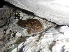 Eleutherodactylus nitidus