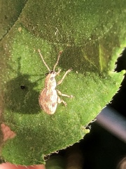 Calomycterus setarius