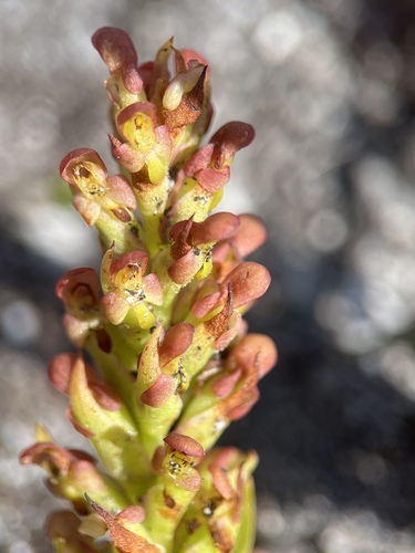 Image of Ringspur Monadisa (Disa densiflora) by (c) Charleen Brunke, some rights reserved (CC BY)