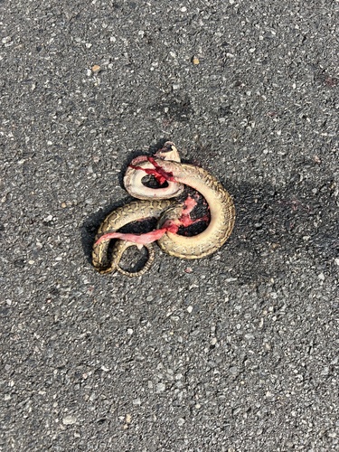 Coastal Carpet Python sighting