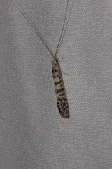 Nectopsyche exquisita