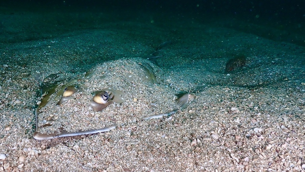 Gorgona Guitarfish