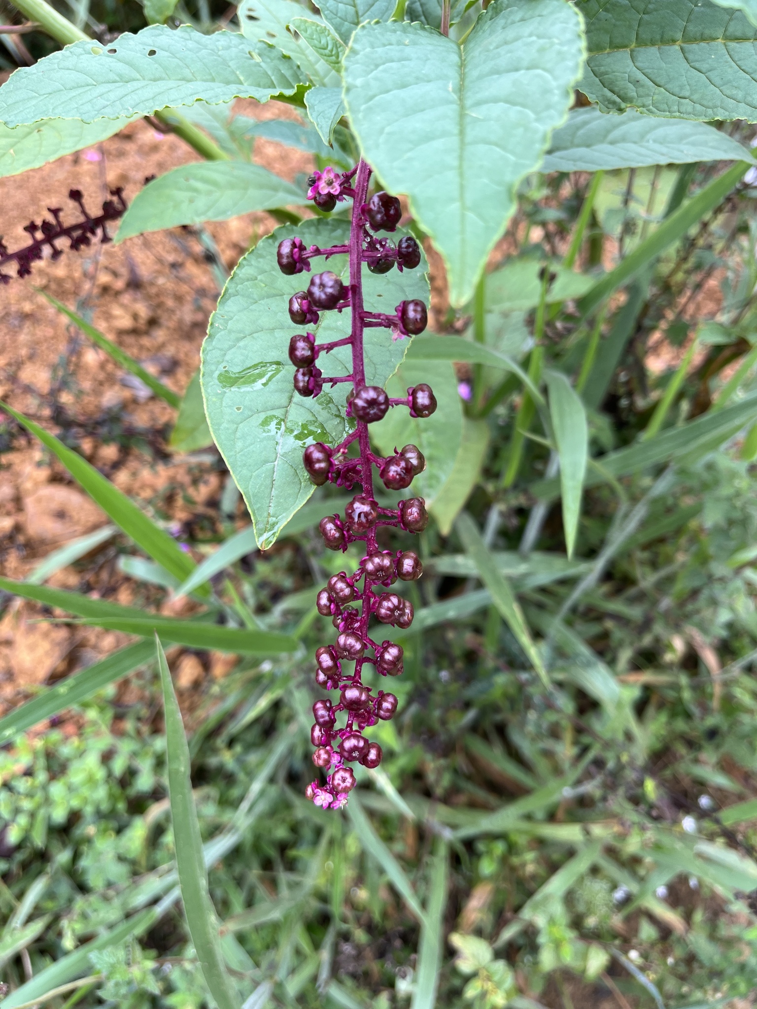 Phytolacca thyrsiflora