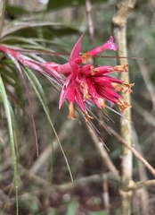 Tillandsia globosa