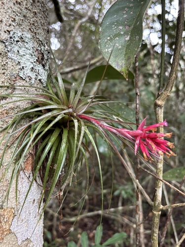 Tillandsia globosa, photograph 2
