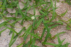 Xenostegia tridentata