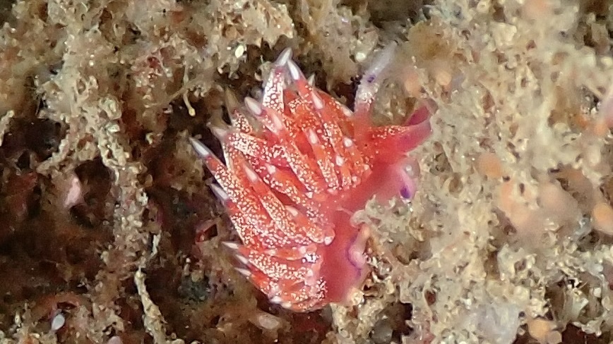 Swimming Cynara