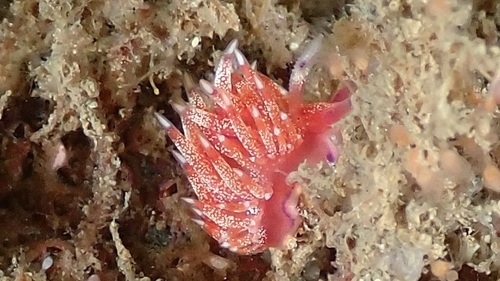 Swimming Cynara