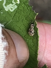 Calomycterus setarius