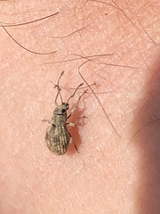 Calomycterus setarius