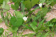 Xenostegia tridentata