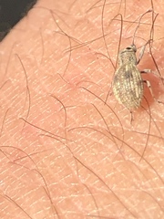 Calomycterus setarius