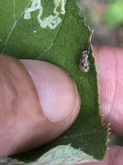 Calomycterus setarius