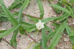 Xenostegia tridentata