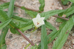 Xenostegia tridentata