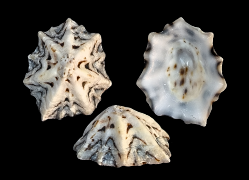 Pacific Sugar Limpet