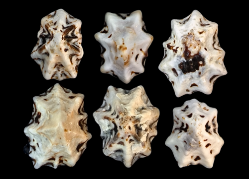 Pacific sugar limpet