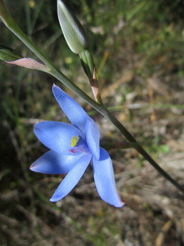 Image of Thelymitra crinita by (c) A.J. Anderson, some rights reserved (CC BY)