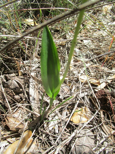 Image of Thelymitra crinita by (c) A.J. Anderson, some rights reserved (CC BY)