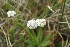 Paepalanthus