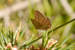 Polyommatus ripartii