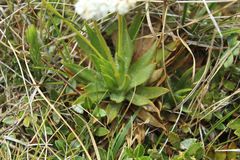 Paepalanthus