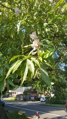 × chitalpa tashkentensis