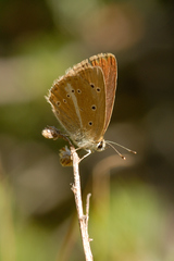 Polyommatus ripartii
