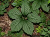 Thicket Creeper - Photo (c) Ken Potter, some rights reserved (CC BY-NC), uploaded by Ken Potter