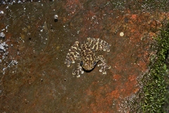 Amolops hongkongensis