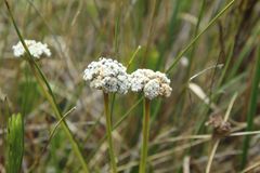Paepalanthus
