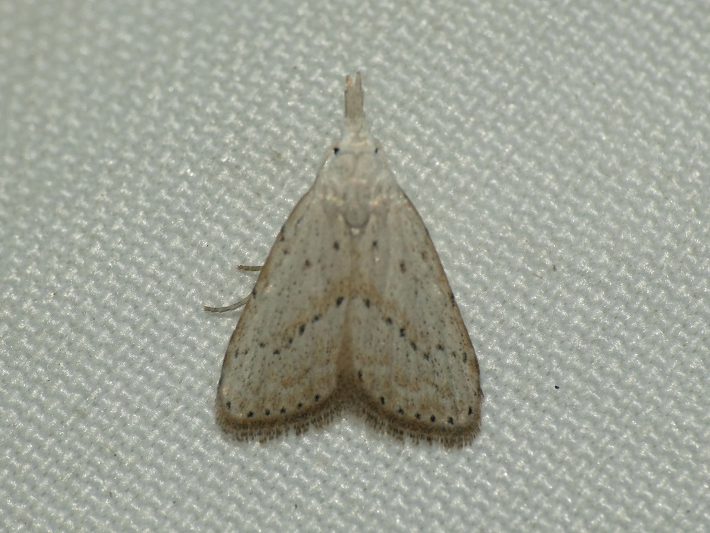 Meganola brunellus
