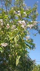 × chitalpa tashkentensis