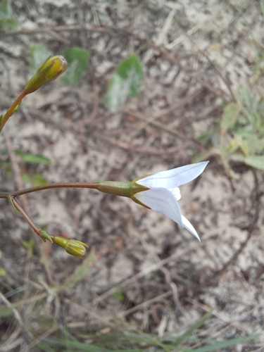 Image of Wahlenbergia linarioides by (c) JG, some rights reserved (CC BY)