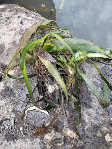 Image of Vallisneria australis by (c) plantlookymagee, some rights reserved (CC BY)