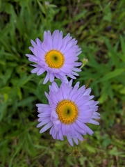 Erigeron peregrinus
