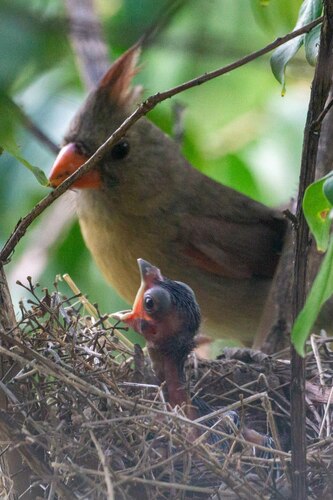 Northern Cardinal photographed in Texas