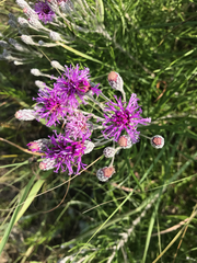 Vernonia lindheimeri