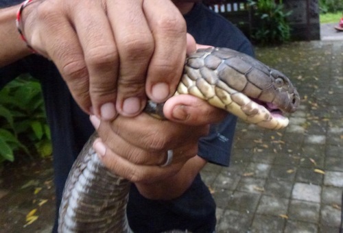 Ophiophagus bungarus