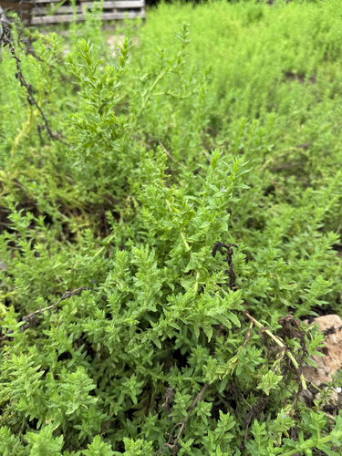 Image of Stemodia maritima by (c) Carrie Seltzer, some rights reserved (CC BY)