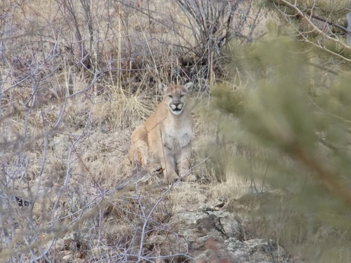 Mountain Lion photographed in Colorado